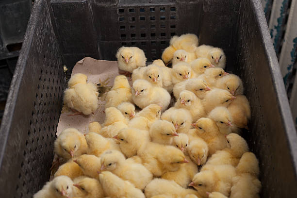 istock little chicks in a box at the agricultural farm 627739708