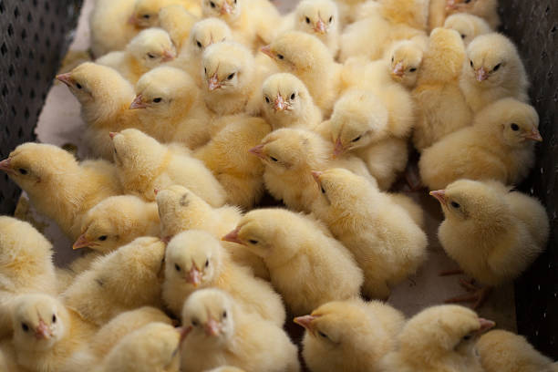 istock little chicks in a box at the agricultural farm 627740062