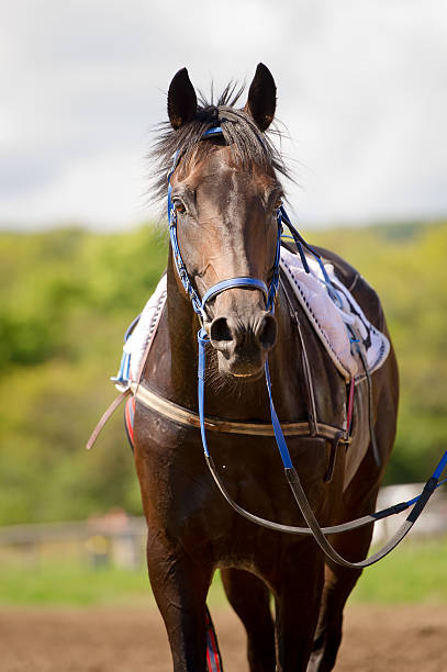 istock racing horse portrait close up 627740182