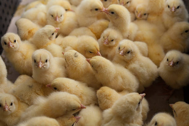 piccoli pulcini in una scatola presso la fattoria agricola - stalla di mercato foto e immagini stock