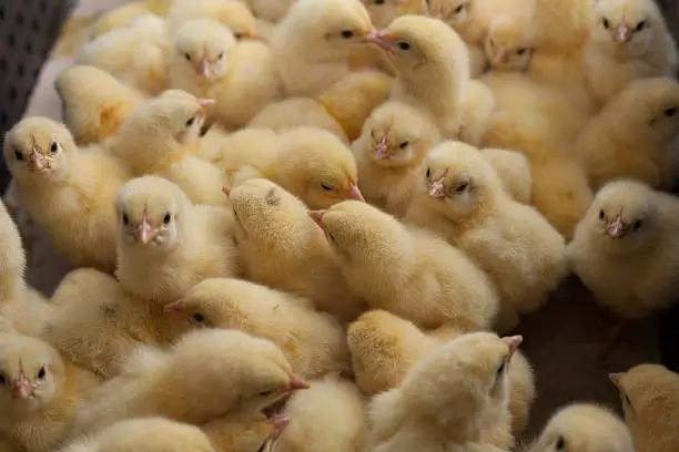 Photo of little chicks in a box at the agricultural farm