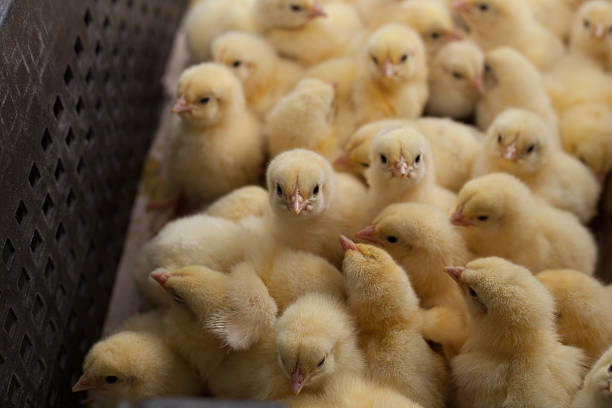 petits poussins dans une boîte à la ferme agricole - poultry farm chicken baby chicken photos et images de collection