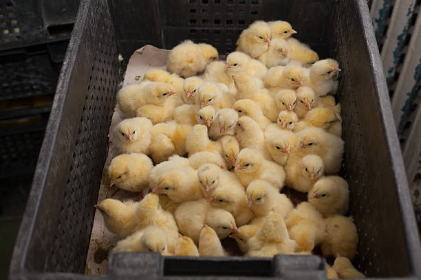 istock little chicks in a box at the agricultural farm 627740826