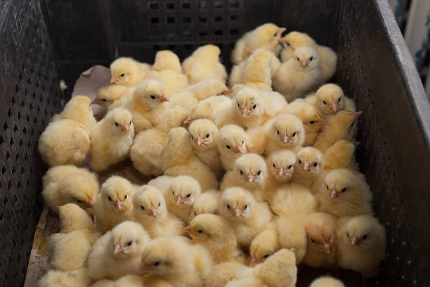 lots of little chicks in a box at the agricultural farm