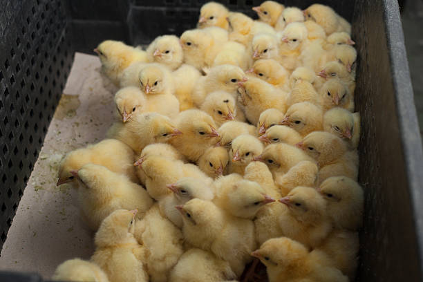 istock little chicks in a box at the agricultural farm 627743618