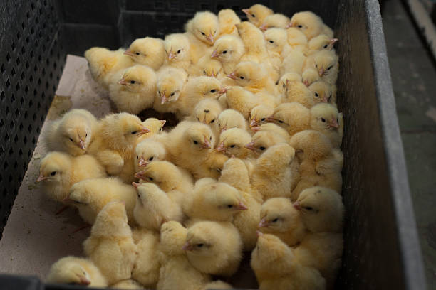istock little chicks in a box at the agricultural farm 627743742