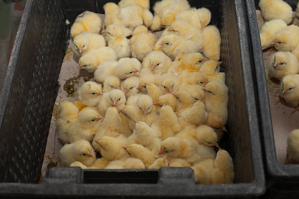 istock little chicks in a box at the agricultural farm 627743846