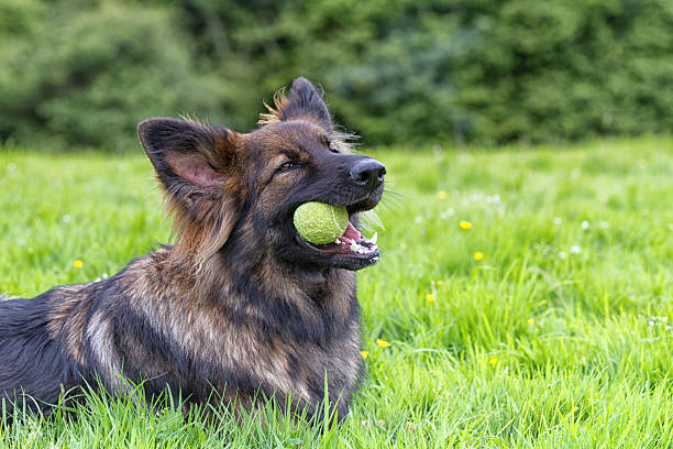 a black dog looking at the camera, carrying a tennis ball in his mouth