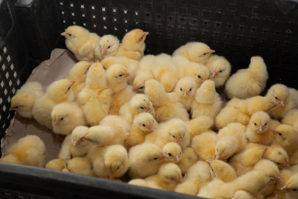 little chicks in a box at the agricultural farm - cheeper imagens e fotografias de stock