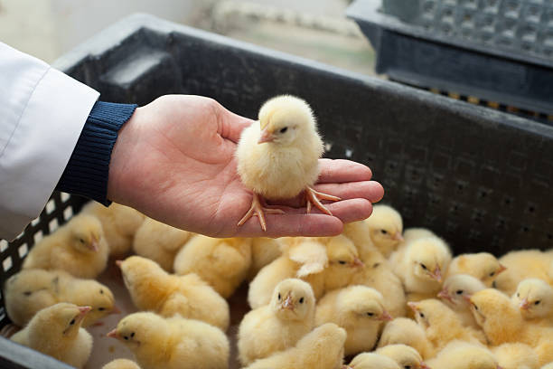 agriculteur tenant un petit poulet sur sa ferme - incubation period photos et images de collection