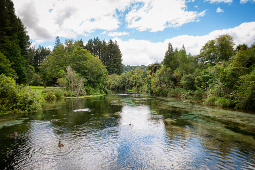 Hamurana Stream in Hamurana Springs parkland on the north east side of Lake Rotorua in New Zealand.