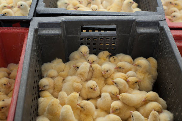 istock little chicks in a box at the agricultural farm 627748048