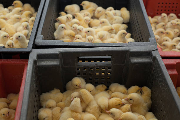 istock little chicks in a box at the agricultural farm 627748164