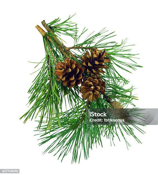 Pine Branches With Cones Isolated Without Shadow Stock Photo - Download Image Now - Pine Cone, Pine Tree, White Background