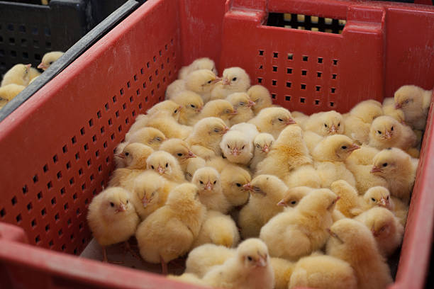 piccoli pulcini in una scatola presso la fattoria agricola - poultry farm chicken baby chicken foto e immagini stock