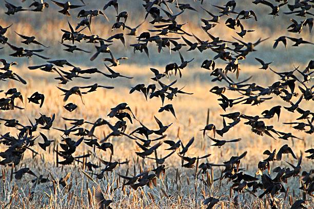 istock Swarm of birds 627749096
