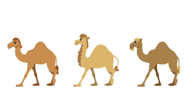 189 Camel Cartoon Stock Videos and Royalty-Free Footage - iStock | Camel  colored