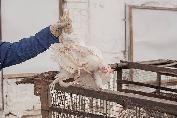 poultry farm. broiler chickens in a cage. - broiler farm imagens e fotografias de stock