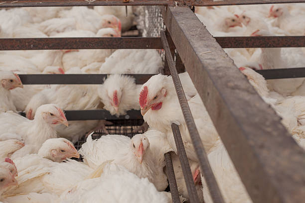 istock Poultry Farm. Broiler chickens in a cage. 627760362