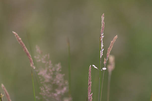 istock Shallow depth of field grass seeds 627761128