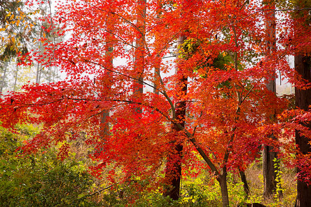 istock Beautiful maple of Naejangsan 627770830