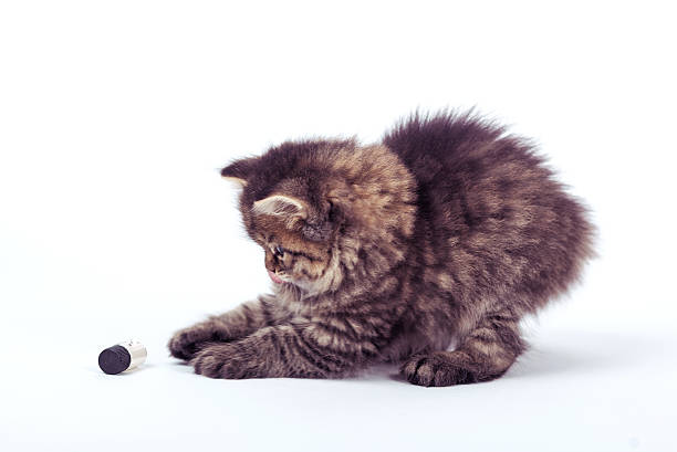 istock fluffy Siberian cat isolated on a white background 627771798