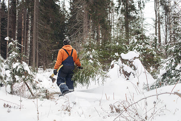 istock man with hatchet in the hands of carries Christmas tree 627777344