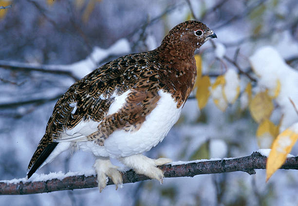 istock Willow ptarmigan walking on a snowy branch 627777384