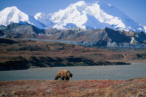 Grizzly bear in front of Mt McKinley, (Ursus arctos), Alaska, Denali National Park, Copyright David Hoffmann
