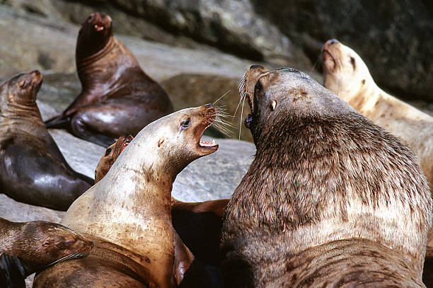 Steller Sea Lion growls, (Eumetopias jubatus), Alaska, Seward, Kenai Fjords National Park, Copyright David Hoffmann