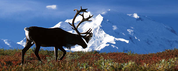istock Bull caribou walking in front of Mt McKinley 627777908