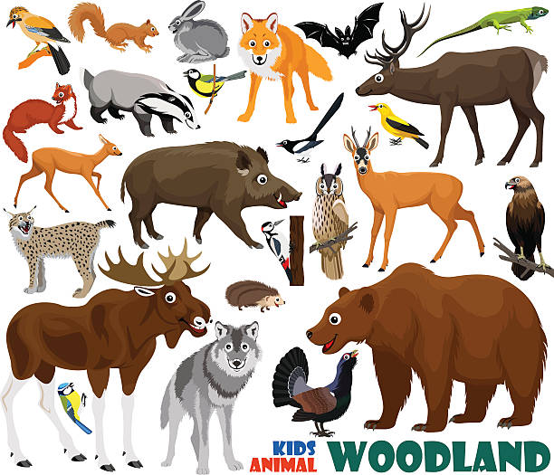 bildbanksillustrationer, clip art samt tecknat material och ikoner med vector set of cute woodland kids animals - tjäder