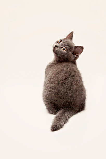 istock gray kitten with big surprised eyes isolated 627778346
