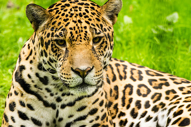 istock Portrait of a Jaguar. Panthera onca. 627778376