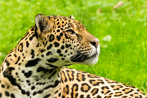 Portrait of a Jaguar. Panthera onca. Close-up view of a Jaguar. Panthera onca jaguar cat photos stock pictures, royalty-free photos & images