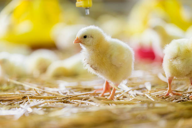 istock Baby chicken at the farm drinking water 627779120