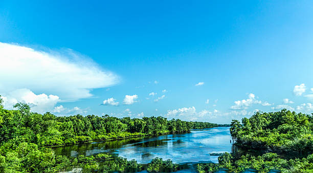 view to the river Mississippi with its wide river bed view to the river Missisippi with its wide river bed and untouched nature in Louisiana mississippi river stock pictures, royalty-free photos & images