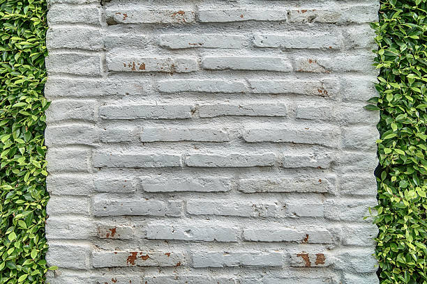 istock Green Creeper Plant on white wall 627788580