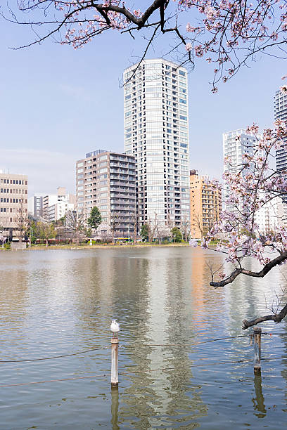 istock Shinobazu pond with sakura blossoms surrounded 627788956