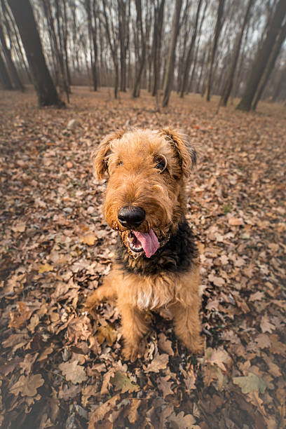 istock Portrait of airedale terrier in the forest 627789214
