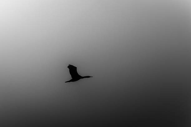 istock Bird Flying in the Fog 627794934