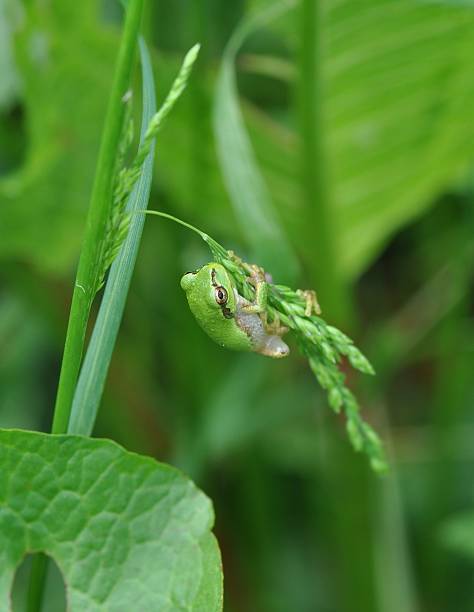 istock Hyla japonica 627795702
