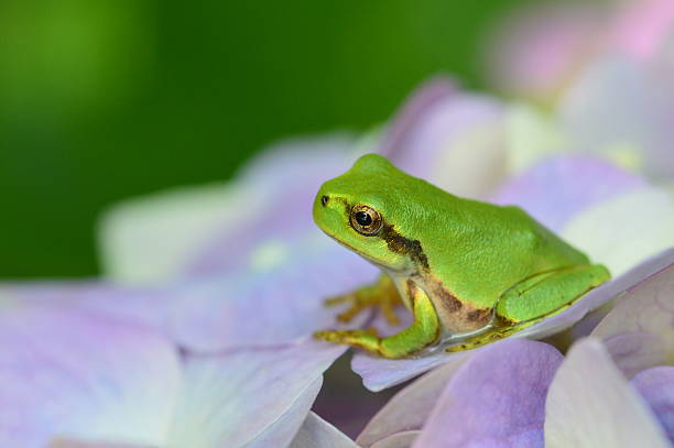 istock Hyla japonica 627795800