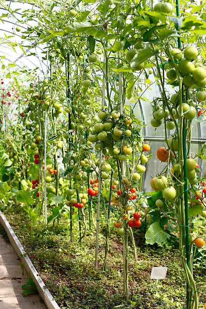 istock Ripening tomatoes in a greenhouse 627796994