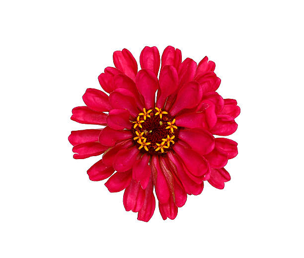 istock Bright red flower zinnia isolated 627797012