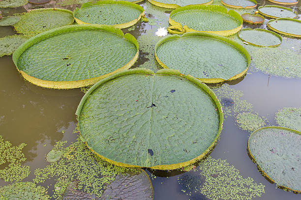 istock Huge floating lotus,Giant Amazon water lily,Victoria amazonia 627798820