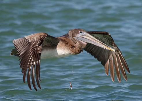 Immature Brown Pelican (Pelecanus occidentalis) in flight with a fishing line wrapped around its neck - Florida