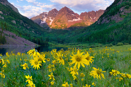 The Maroon Bells peaks near Aspen, Colorado with yellow Arnica flowers in foreground.