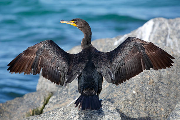 istock Double-crested Cormorant spreading its wings to dry - Florida 627799660