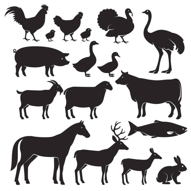 bauernhof tiere silhouette symbole. - poultry stock-grafiken, -clipart, -cartoons und -symbole